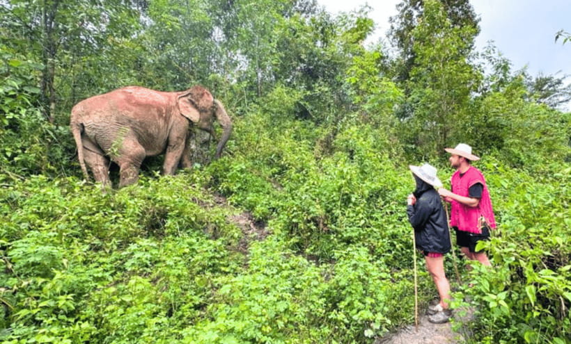 Chiang Mai: Ethical Half Day Elephant Sanctuary & Waterfall - The waterfall break and cool water