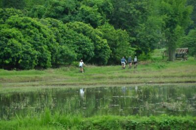 Chiang Mai Fields of Gold Cycling Tour