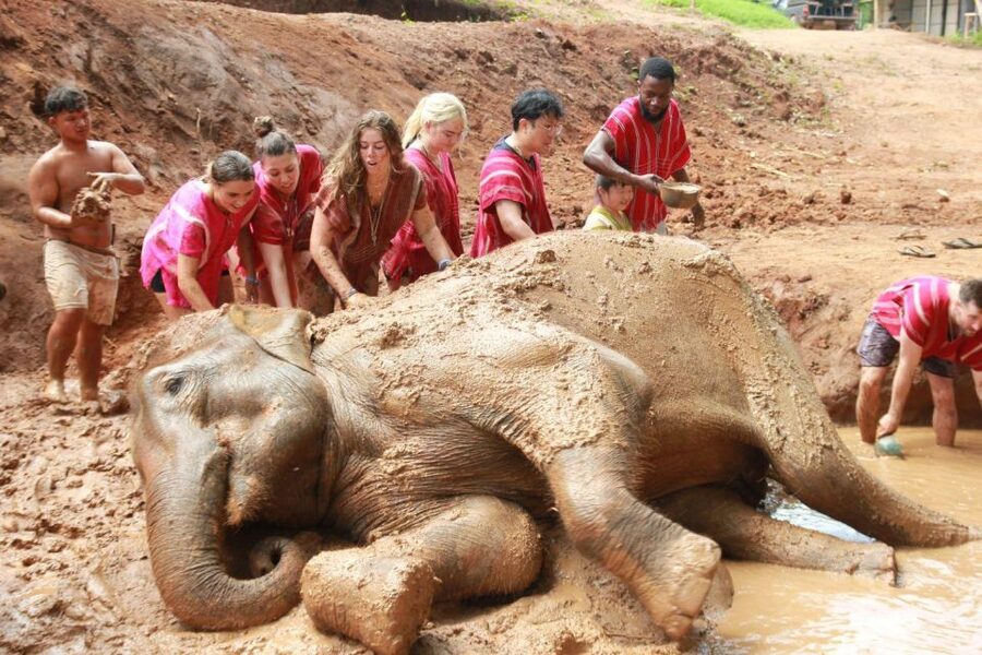 Chiang Mai: Full-Day Kerchor Elephant Eco Park Tour & Trek - Why the elephants are the heart of the day