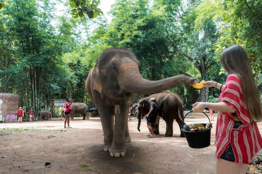 Chiang Mai: Full-Day Kerchor Elephant Eco Park Tour & Trek - Should you book the Kerchor day?