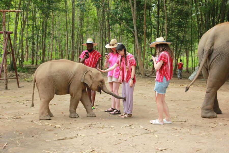 Chiang Mai: Full-Day Kerchor Elephant Eco Park Tour & Trek - Thai lunch with mountain scenery