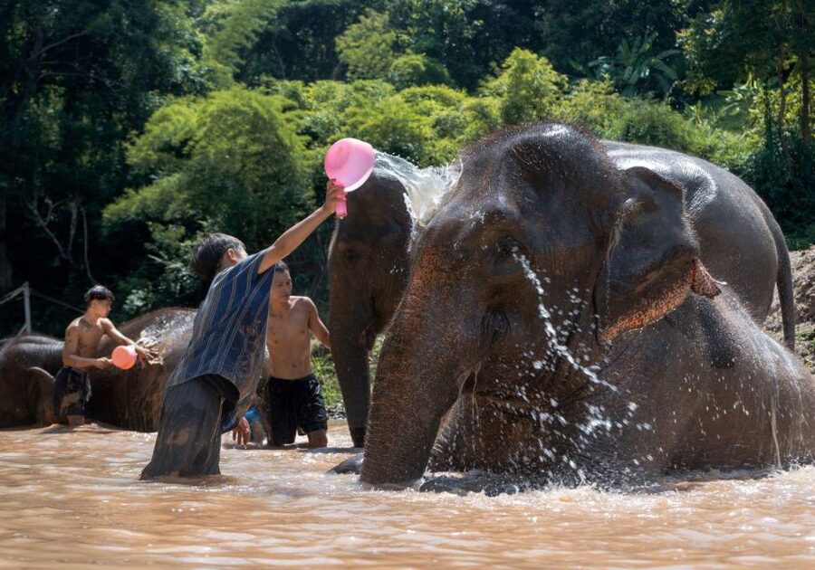 Chiang Mai: Full-Day Kerchor Elephant Eco Park Tour & Trek - The waterfall hike: beautiful but not effortless