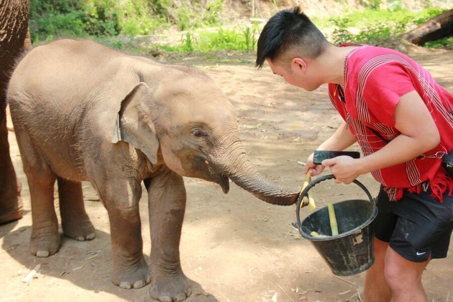 Chiang Mai: Full-Day Kerchor Elephant Eco Park Tour & Trek - Bamboo rafting on a shallow, muddy river