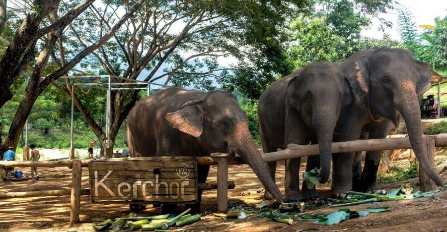 Chiang Mai: Full-Day Kerchor Elephant Eco Park Tour & Trek - Transport from Chiang Mai can shape the day