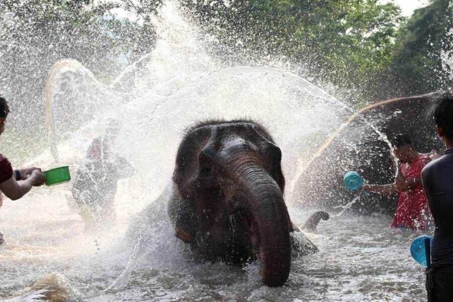 Chiang Mai: Full-Day Kerchor Elephant Eco Park Tour & Trek - Who will enjoy this tour most