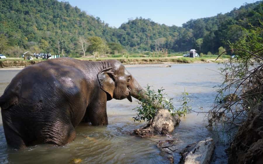 Chiang Mai Half-Day Adventure: River Tubing & Waterfall - Floating past Elephant Nature Park