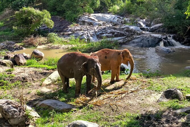Chiang Mai Half Day Elephant Sanctuary Observation and Waterfall - What makes this Chiang Mai elephant tour different