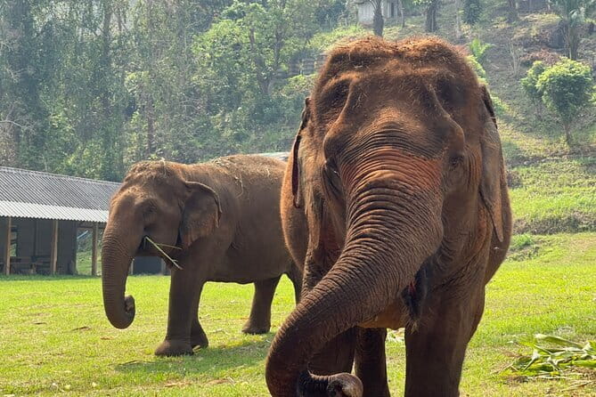 Chiang Mai Half Day Elephant Sanctuary Observation and Waterfall - Lunch, drinks, and a handmade souvenir