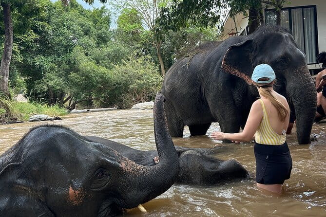 Chiang Mai Half Day Elephant Sanctuary Observation and Waterfall - Who should book this experience