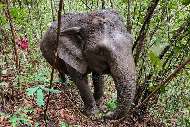 Chiang Mai Half Day Elephant Sanctuary Observation and Waterfall - Walking beside the herd in the forest