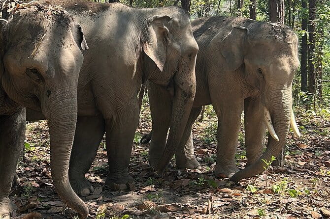 Chiang Mai Half Day Tour: Doi Inthanon Elephant Sanctuary - Meeting Karen guides at the elephant park