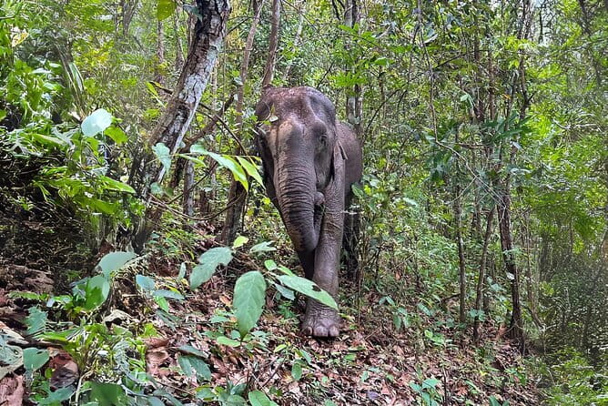 Chiang Mai: Inthanon, Elephant Sanctuary Observation & Waterfall - Key points to know before booking