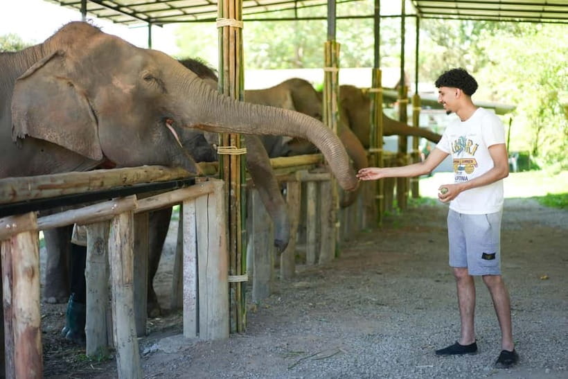 Chiang Mai: Jungle Jumbo Elephant Sanctuary with Waterfall - A six-hour day built around elephants