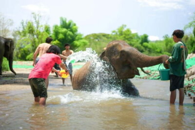 Jungle Jumbo Elephant Sanctuary with Waterfall