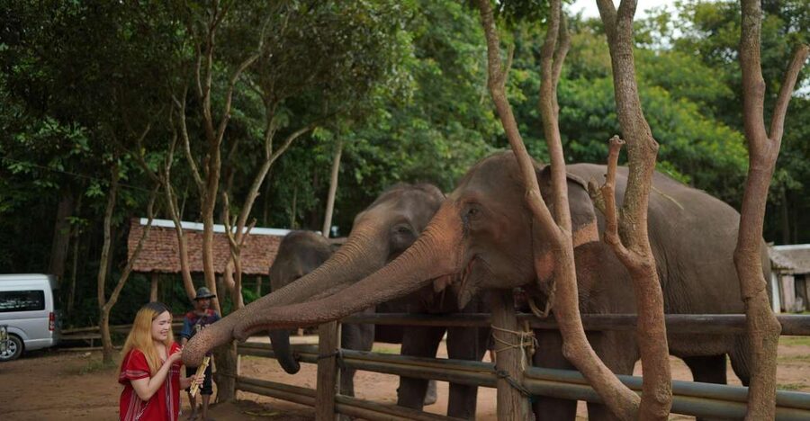 Chiang Mai: National Elephant Care, Rafting, & Ziplines Trip - Why this Chiang Mai day trip works