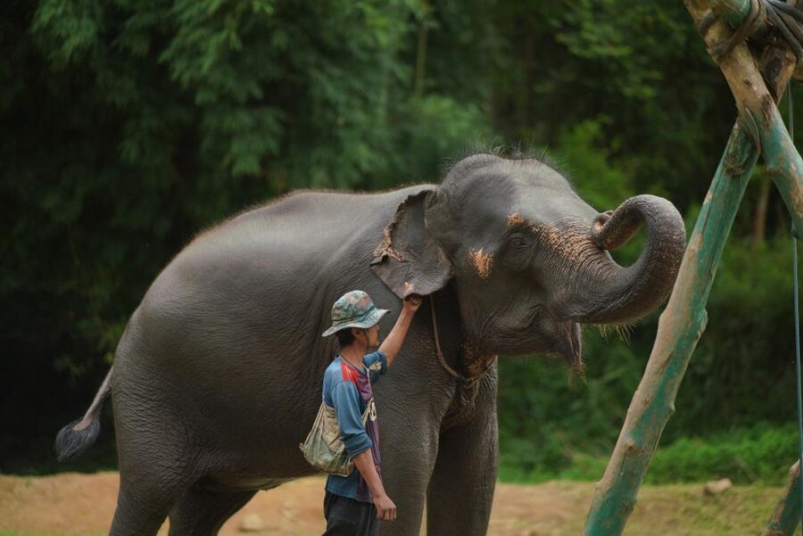 Chiang Mai: National Elephant Care, Rafting, & Ziplines Trip - Who should book this experience