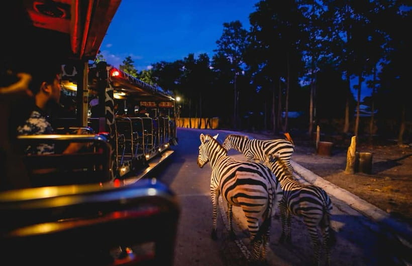 Chiang Mai Night Safari Ticket & Tram Rides Optional Pickup - What the $34 ticket really gives you