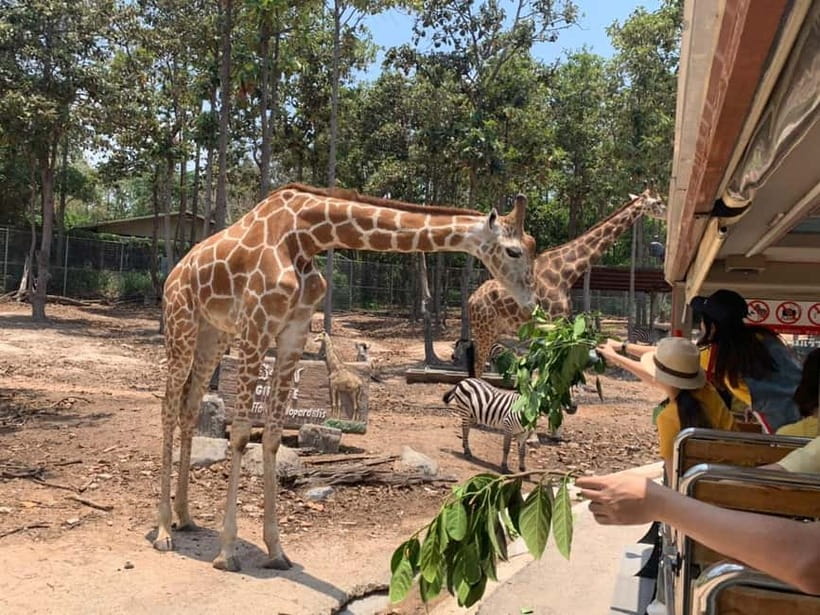 Chiang Mai Night Safari Ticket & Tram Rides Optional Pickup - Should you book Chiang Mai Night Safari?