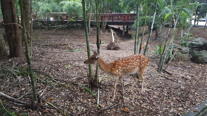 Chiang Mai Night Safari Tour including Transfer (Minimum 2 pax) - Key points to know before booking