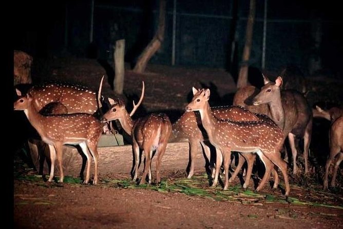 Chiang Mai Night Safari Tour including Transfer (Minimum 2 pax) - Shows, tigers, and the ethical question