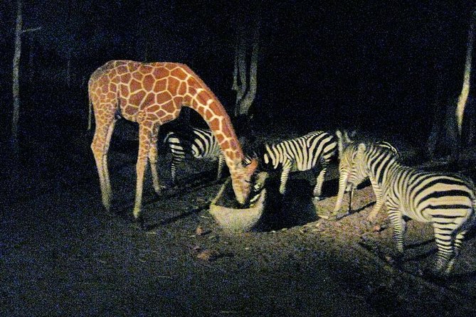 Chiang Mai Night Safari Tour including Transfer (Minimum 2 pax) - Booking advice and cancellation terms