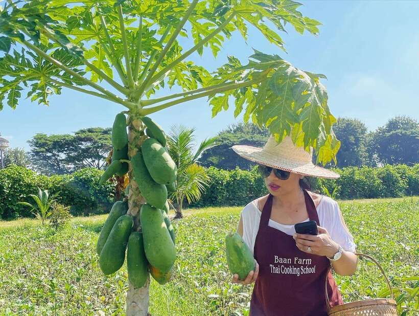Chiang Mai Organic Thai Cooking Experience - Key points at a glance