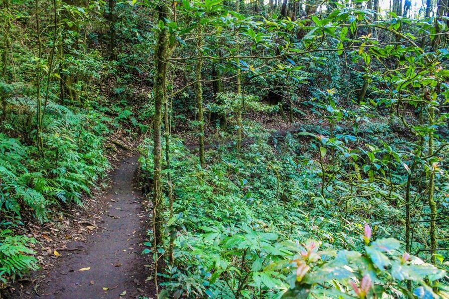 Chiang Mai: Pha Dok Siew Nature Trail & Doi Inthanon Trip - Is the $43 price good value?