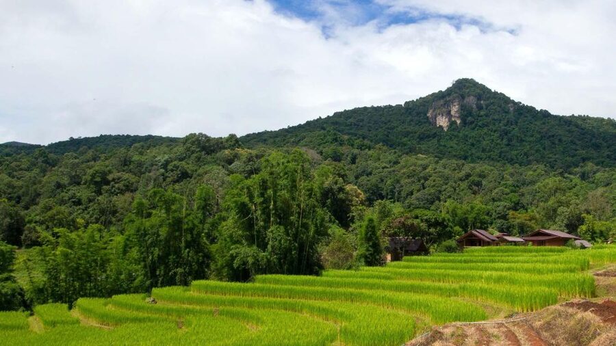 Chiang Mai: Pha Dok Siew Nature Trail & Doi Inthanon Trip - King and Queen Pagodas