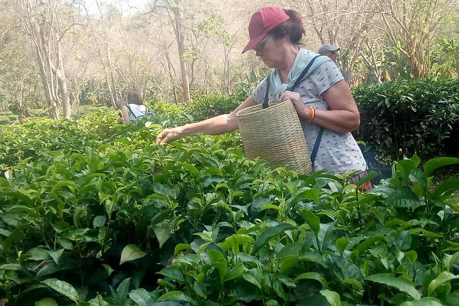 Chiang Mai Private Tour with Tea Plantation, Karen Village, Doi Suthep - Why the Private Guide Matters