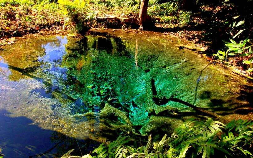 Chiang Mai: Sticky Waterfall, Chet Si Fountain Park Transfer - Two hours at Bua Thong Sticky Waterfall