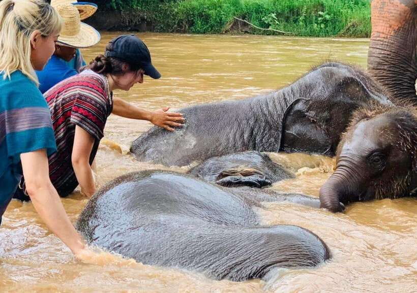 Chiang Mai | TeeTee Elephant Home Elephant Care Half-Day - Why the elephants are the main story