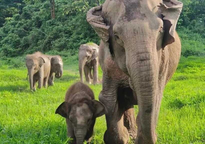 Chiang Mai | TeeTee Elephant Home Elephant Care Half-Day - A generous Thai lunch after the activity
