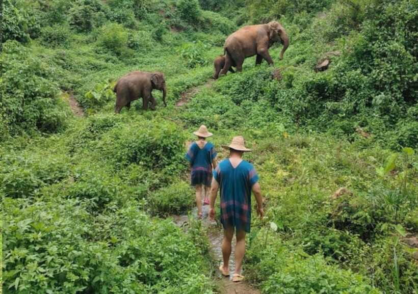 Chiang Mai | TeeTee Elephant Home Elephant Care Half-Day - What the $57 price includes
