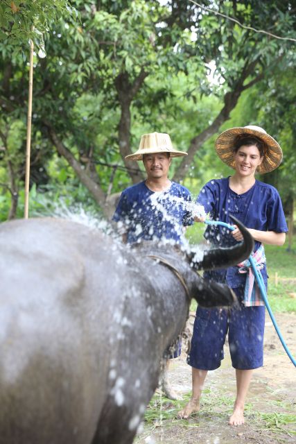 Chiang Mai: Thai Buffalo and Rice Planting Experience - A working farm about 20 minutes from Chiang Mai