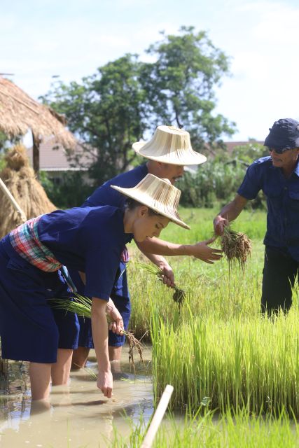 Chiang Mai: Thai Buffalo and Rice Planting Experience - Should you book the Hang Tueng farm visit?
