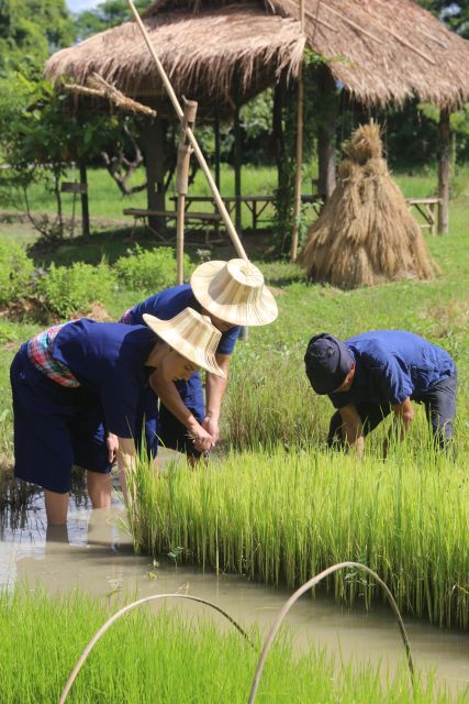 Chiang Mai: Thai Buffalo and Rice Planting Experience - Meeting the buffalo before the rice field