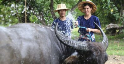 Thai Buffalo and Rice Planting Experience