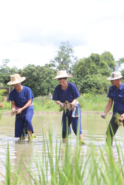 Chiang Mai: Thai Buffalo and Rice Planting Experience - Who will enjoy this most