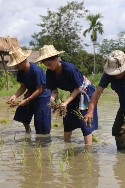 Chiang Mai: Thai Buffalo and Rice Planting Experience - Practical advice before you go