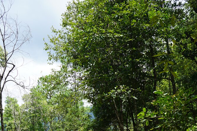 Chiang Mai Trekking Tour :Full day (no rafting) - Starting at 7:30 am from Chiang Mai