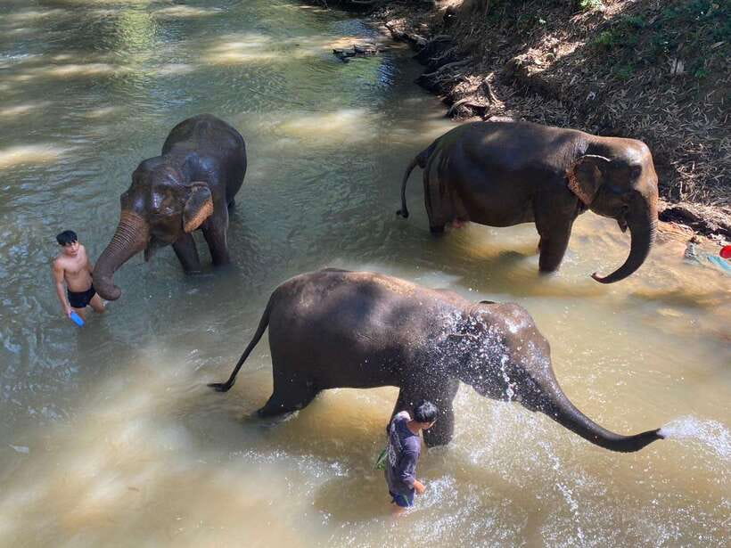 Chiang Mai Untouched Elephant: Nature Walk & Waterfall Trek - Key points at a glance