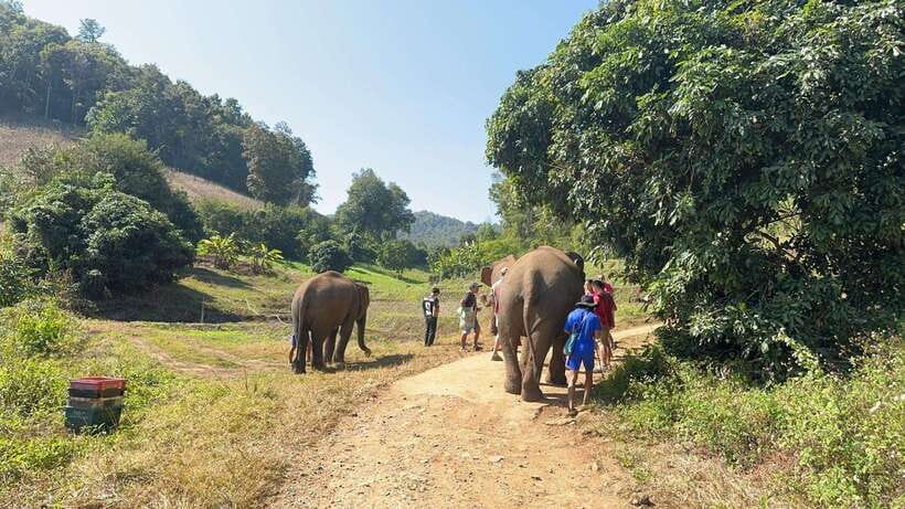 Chiang Mai Untouched Elephant: Nature Walk & Waterfall Trek - Walking through the jungle without saddles