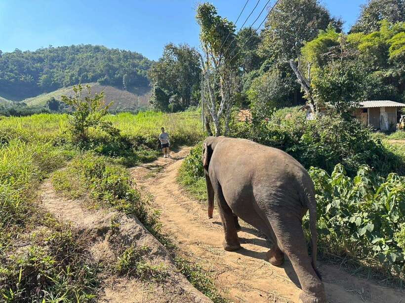 Chiang Mai Untouched Elephant: Nature Walk & Waterfall Trek - How much the $51 price gets you
