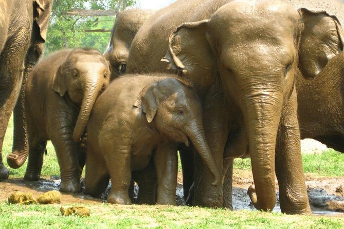 Chiang Mai Zipline White Water Rafting and Elephant Sanctuary - What $154.88 really buys you