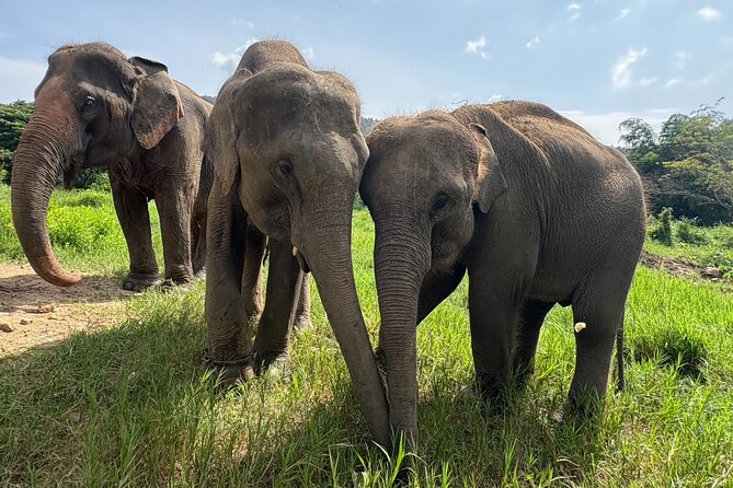 Chiangmai Half Day Visit and Wildlife Experience - Meeting the elephants at Smile Elephant Chiangmai