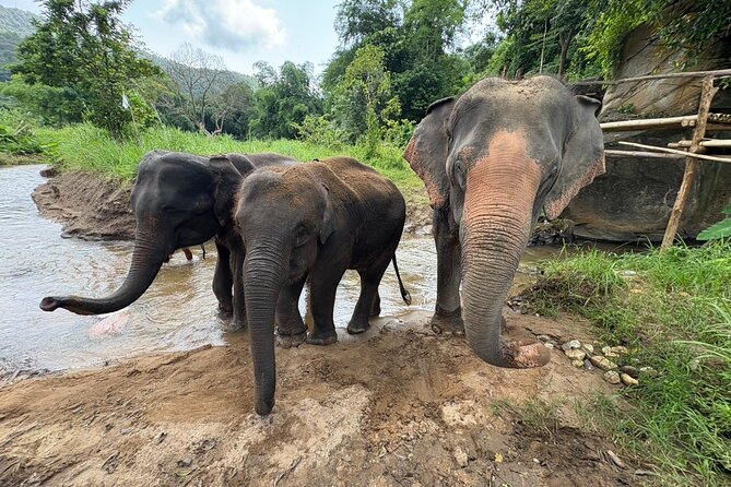 Chiangmai Half Day Visit and Wildlife Experience - Who will enjoy this half-day visit?