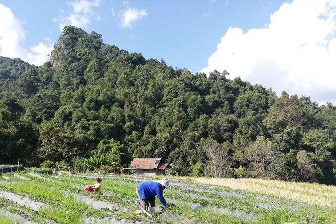 Doi Inthanon Day Trip:Twin Pagodas,Soft Hiking,Coffee Plantation - Rice Fields, Farms, and Hill-Community Life