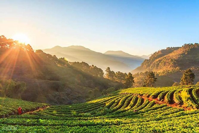 Doi Inthanon Discovery Tour: Waterfalls, Villages & Highest Peak - Mae Klang Luang, coffee, and rice terraces