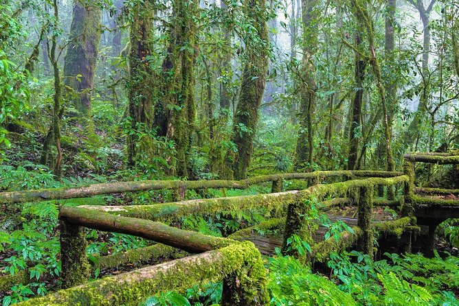 Doi Inthanon Waterfall and Royal Project Chiang Mai - Ang Ka Nature Trail: short, cool, and easy to miss