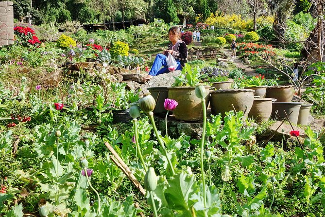Doi Suthep and Hmong Hilltribe Half Day Tour in Chiang Mai - Who should book this Chiang Mai hill tour?